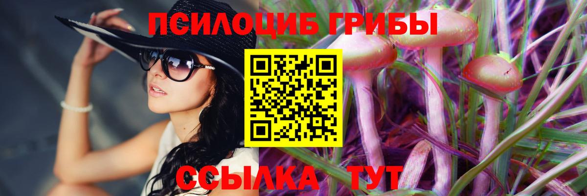 Псилоцибиновые грибы Psilocybe Великие Луки